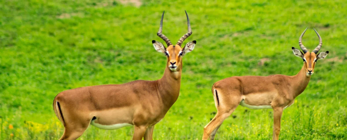 Qué hacer ante un atropello de animales salvajes en España